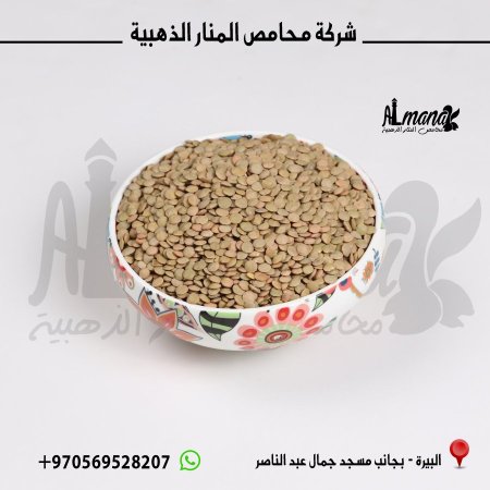 عدس حبة كبيرة